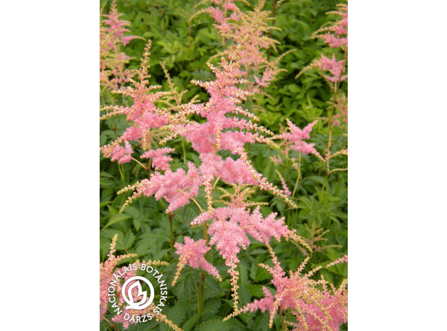 Astilbe × arendsii   'Bressingham Beauty'